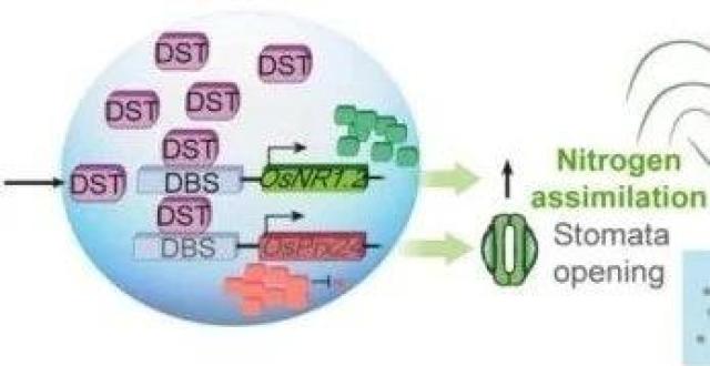 研究发现水稻耐旱反应与氮素同化协同调控的分子机制_腾讯新闻