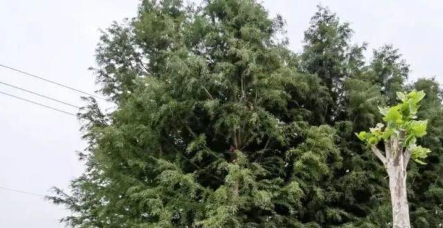 中山杉在夏季暴雨之后逆势生长_腾讯新闻