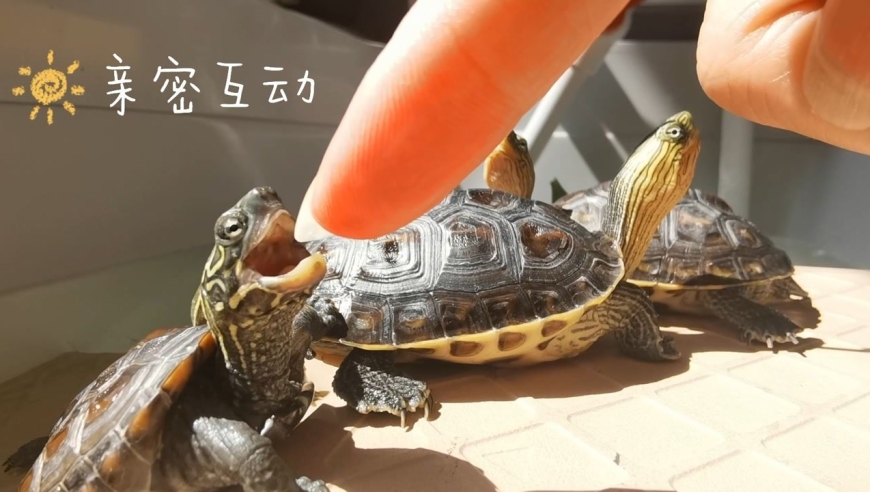 这乌龟互动也太好啦!