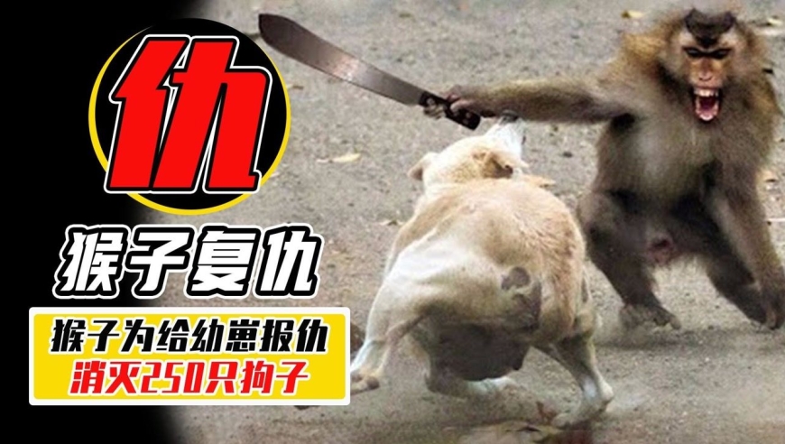 印度猴子用战术消灭250只狗子!只为给幼崽报仇
