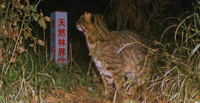 豹猫云猫金猫荒漠猫丛林猫，它们为何“升级”？_腾讯新闻