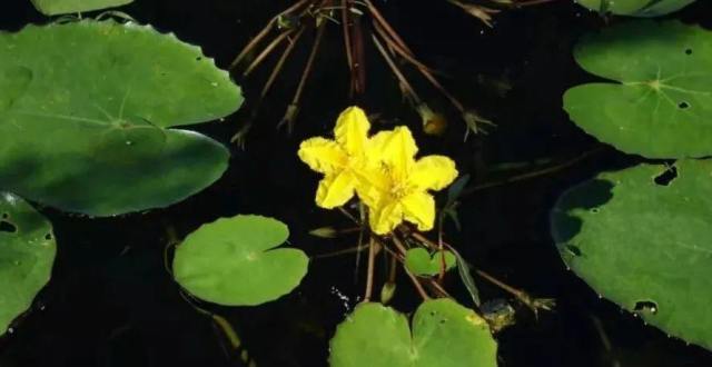 藏文科普｜《诗经》中的水上花—荇菜_腾讯新闻
