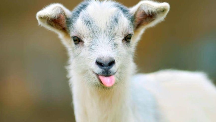 矮山羊:别看体型小,精力旺盛的不得了.