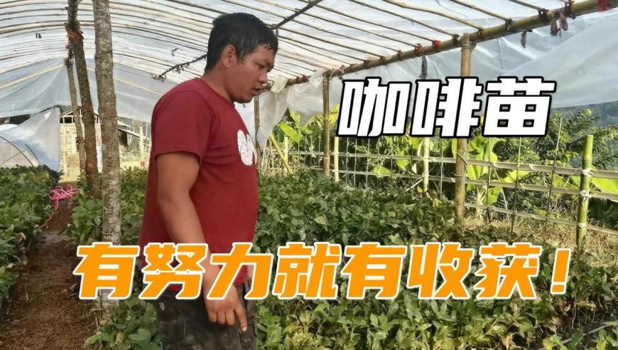 高哥在尼泊尔搞事业,大棚里的咖啡苗都发黄,这几天好像缓过来点
