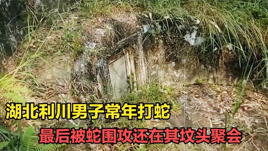 湖北利川男子常年打蛇,最后被群蛇追杀五年,死后还在其坟头聚会!