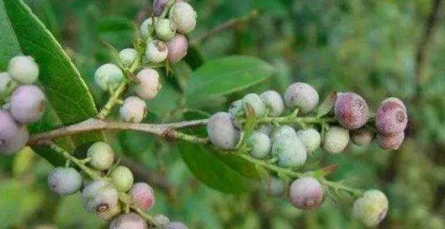 小时候常采的这种果实-南烛子