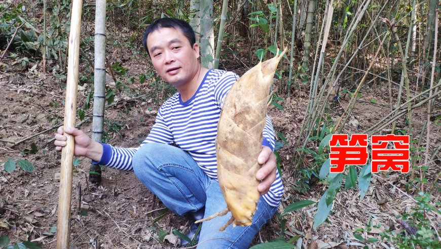 挖冬笋先找青竹,按口诀一挖一个准,运气好还能遇上多连暴笋窝