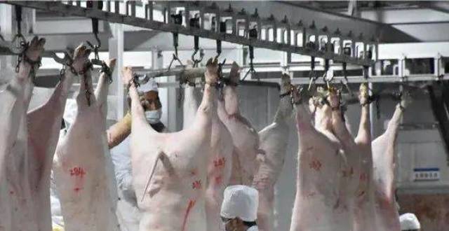【丽江现场】生猪日屠宰量可达2000头！良华屠宰场搬迁了_腾讯新闻