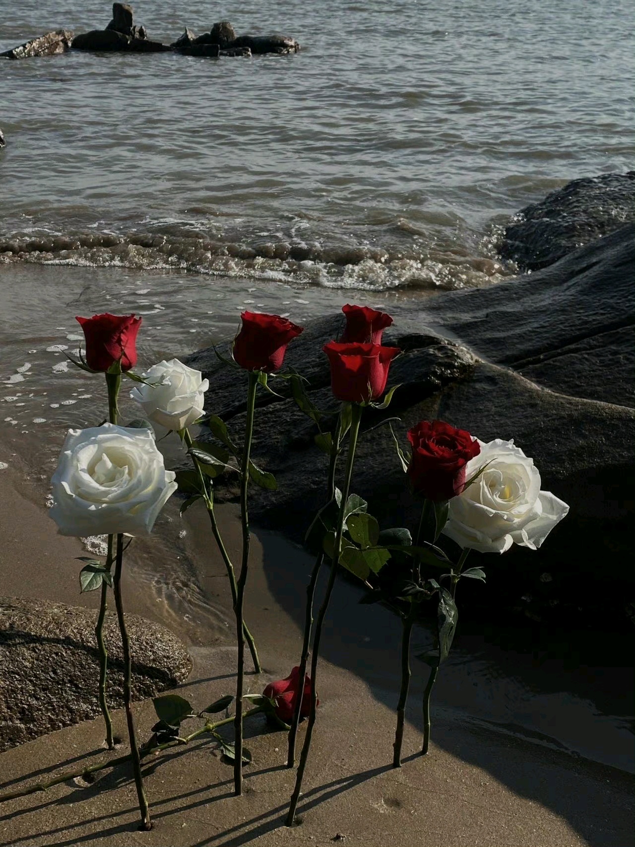 背景图丨海边的玫瑰花