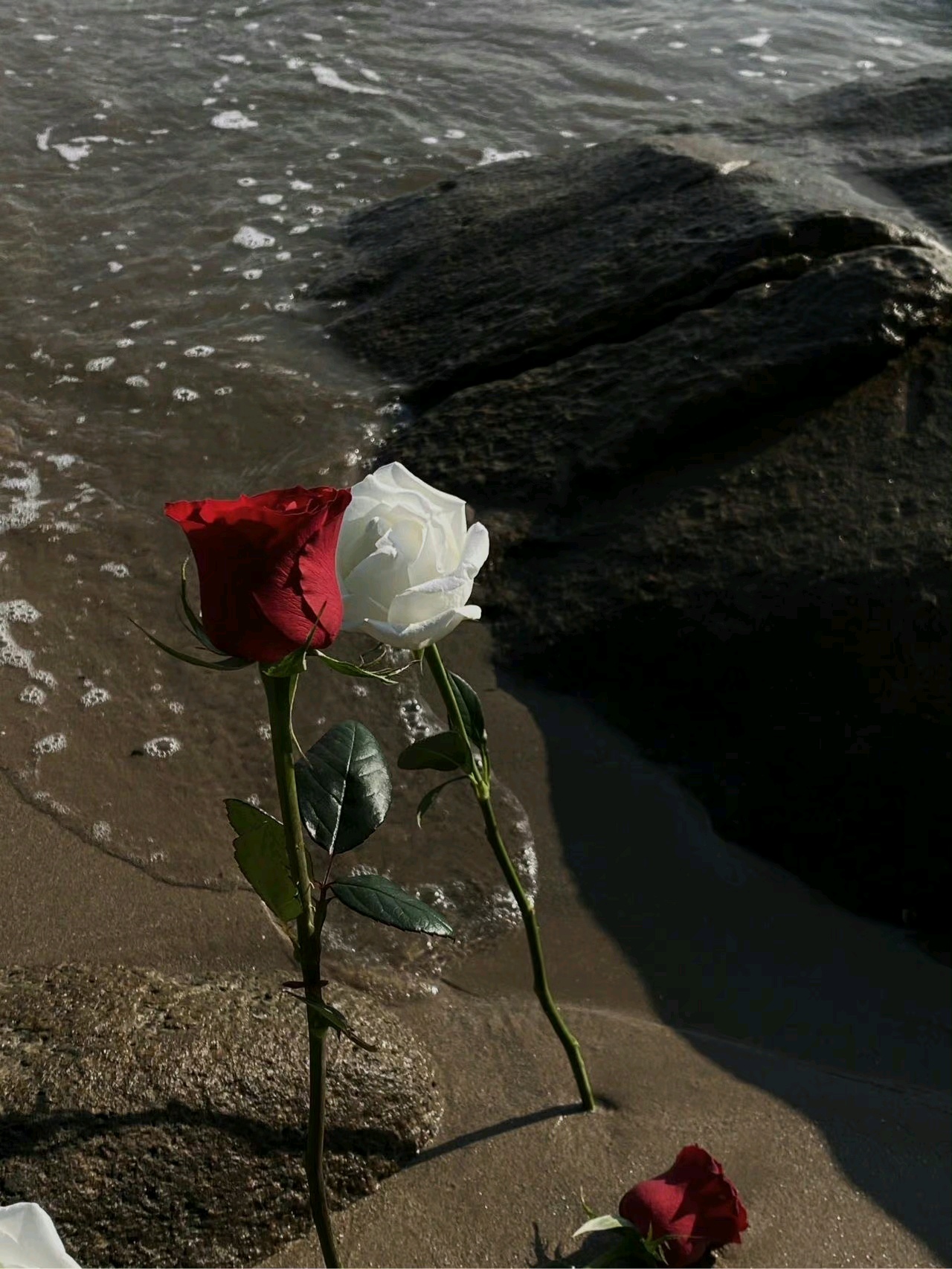 背景图丨海边的玫瑰花