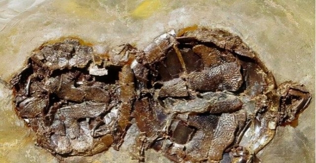 张诡异照片:疑似生物迁徙,让人费解古墓中挖出一台4200年前的"显示器"