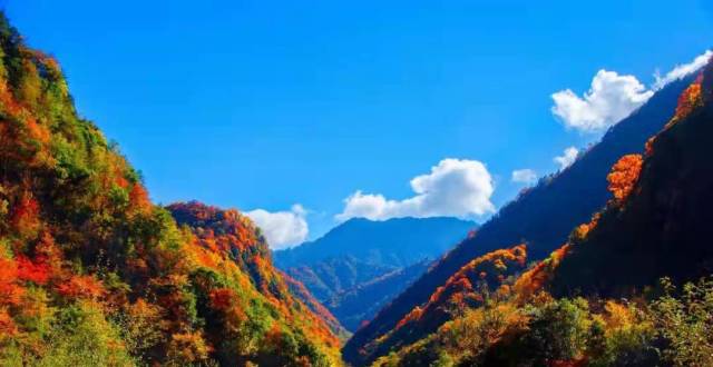 “醉美”秋色！四川青川唐家河即将迎来红叶最佳观赏期_腾讯新闻