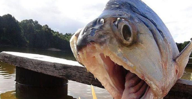 盘点亚马逊河中的杀手榜一