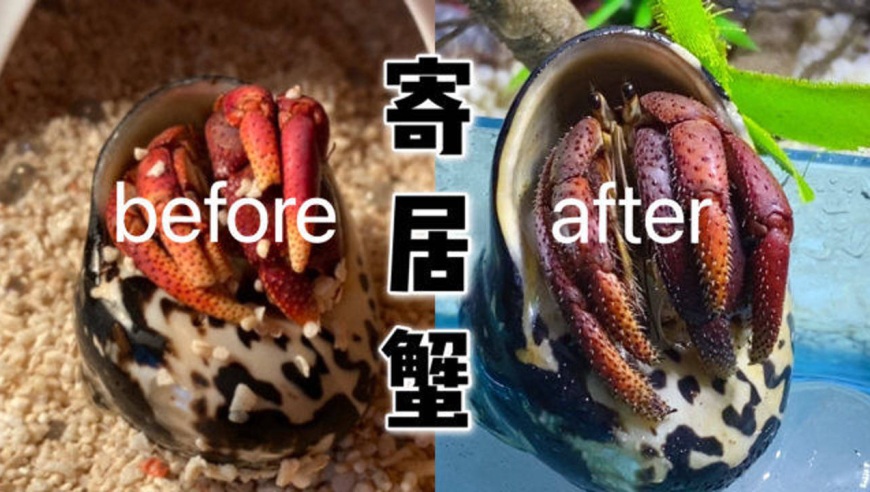 耗时近2个月!寄居蟹蜕皮后好漂亮