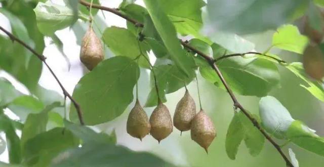 能结“秤锤”的中国特色植物——秤锤树丨花花万物_腾讯新闻
