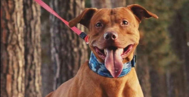 红鼻子比特犬,和老家红鼻有什么关系,它们有何进化历史