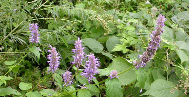 这种野菜比紫苏还香,含钙量高,炒鸡蛋清香开胃,农村很多人种