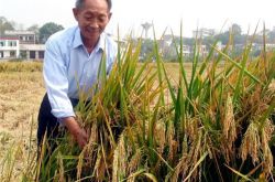 زار Yuan Longping Hua Guofeng في عام 2006: بدون دعم Hua Lao ، لن يكون هناك أرز هجين اليوم
