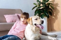 ラブラドールを育てて疲れましたか？その5つの主要な特徴を理解し、ピットを踏まずに犬を育てます