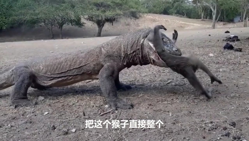 科莫多巨蜥攻击并吃掉活着的猴子,动物生存本能!