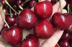 旧正月が近づくにつれ、果物の値段が上がり、家族は3種類のピスタチオを食べるのが大好きで、春は縁起の良い喜びに満ちています。