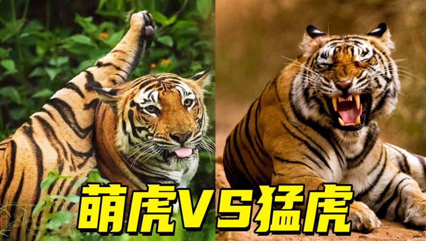 老虎:百兽之王,也可以沙雕可爱