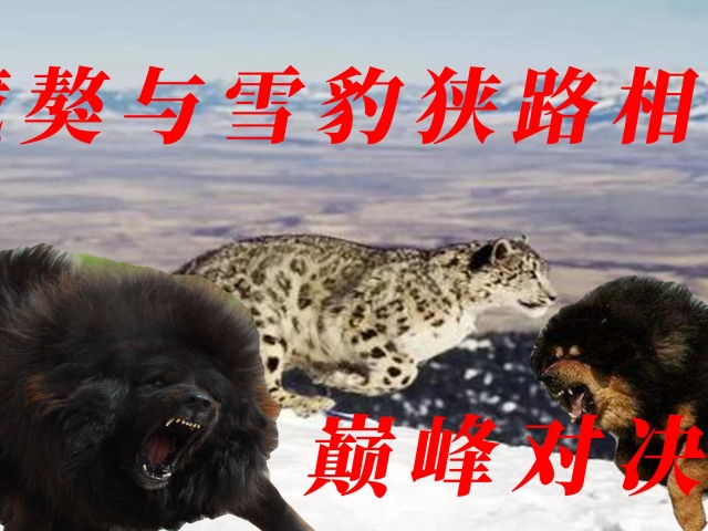藏獒与雪豹狭路相逢,上演巅峰之战,血腥搏杀,鹿死谁手?