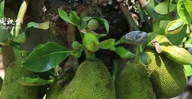 木菠萝树为啥叫“怕鬼树”？_腾讯新闻
