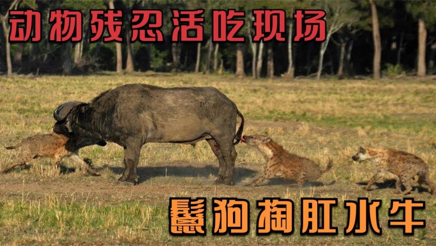 动物残忍活吃现场,鬣狗把水牛咬倒掏肛,场面看完让人一凉