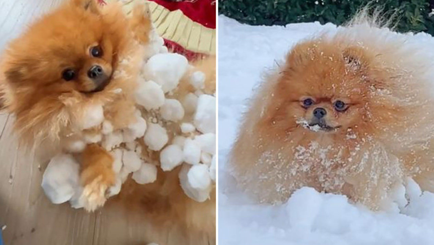 博美犬跳雪地里玩后浑身结满雪球 在网上走红