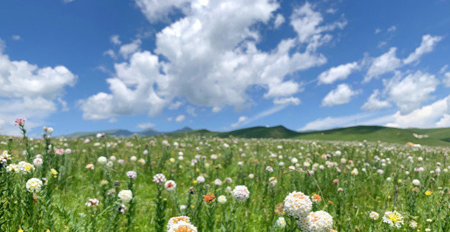 四川阿坝:蓝天白云和花海,令人心旷神怡