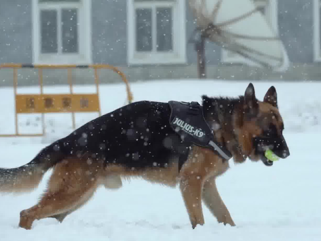 服役7年太多伤病 警犬在雪中撒欢奔跑一小会就拉肚子