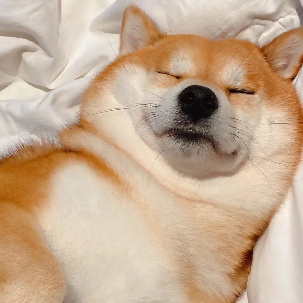 单身狗必备的情人节头像