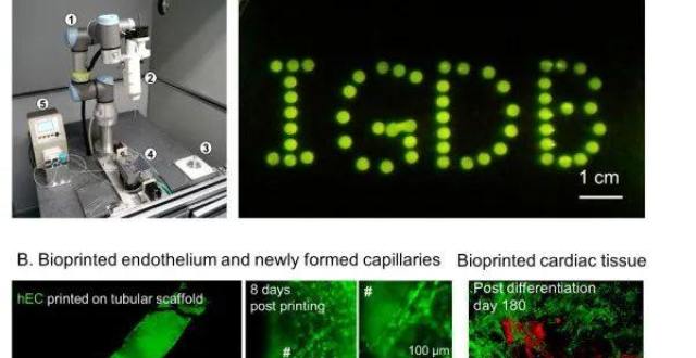 王秀杰/王昌凌/刘永进团队合作开发出新型生物3D打印体系_腾讯新闻