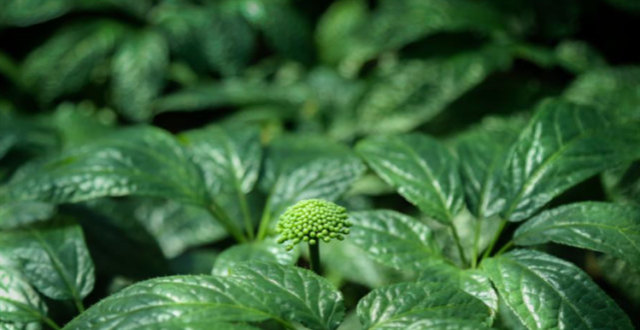 盘点叫“金不换”的植物有14种，个个价值名贵，多数外形却很普通_腾讯新闻
