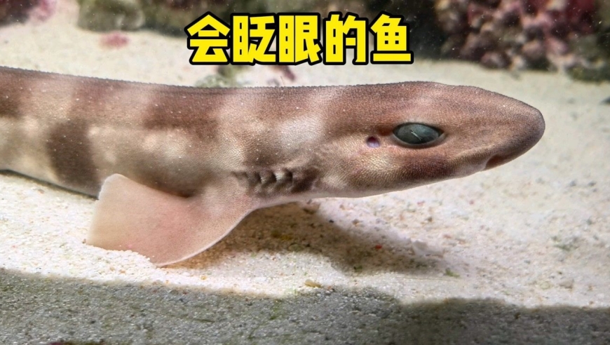 鱼没有眼睑也会眨眼?带你认识会眨眼的虎纹猫鲨