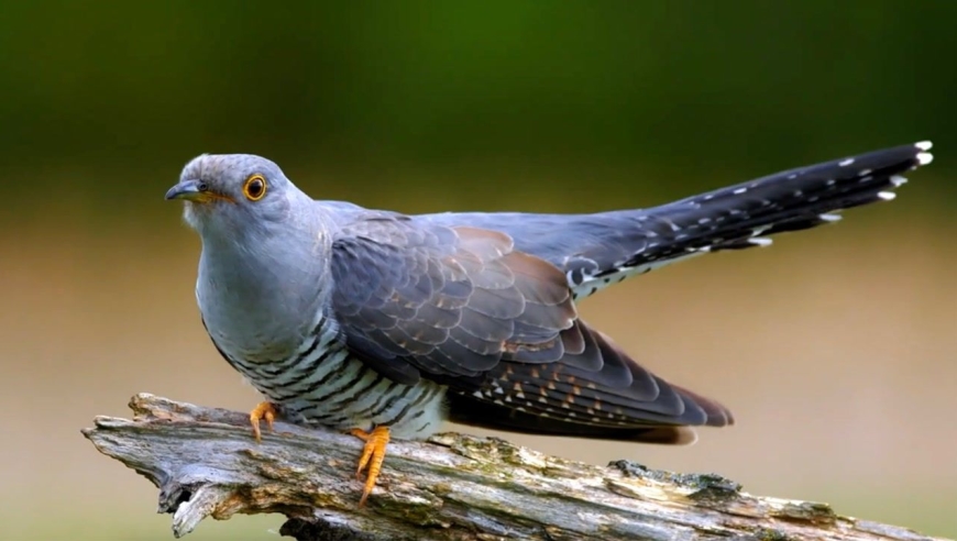 原来布谷鸟长这样啊?从小听到大,总算是看见长什么样了!