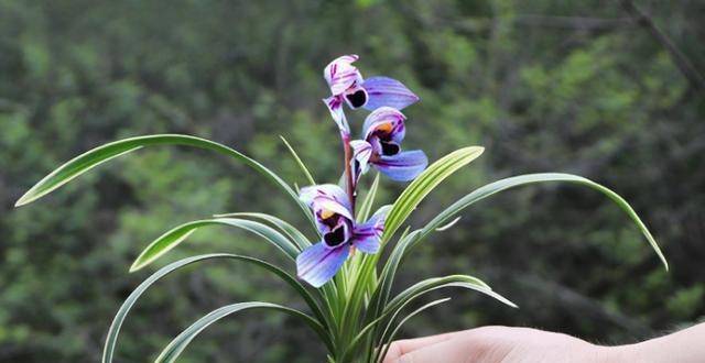 建兰色花第一名品"紫月荷",花开富贵吉祥,兰香扑鼻,养兰首选