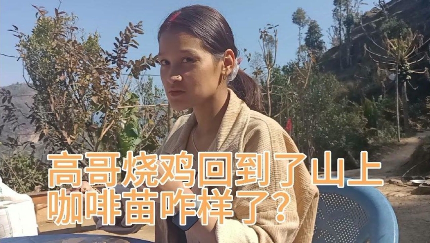 高哥烧鸡回到了山上 咖啡苗咋样了 烧鸡回到山上就开心 远离是非