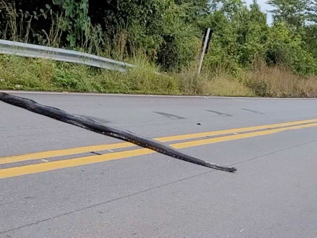 巴西一条5米多长蟒蛇横穿公路 司机纷纷停车避让