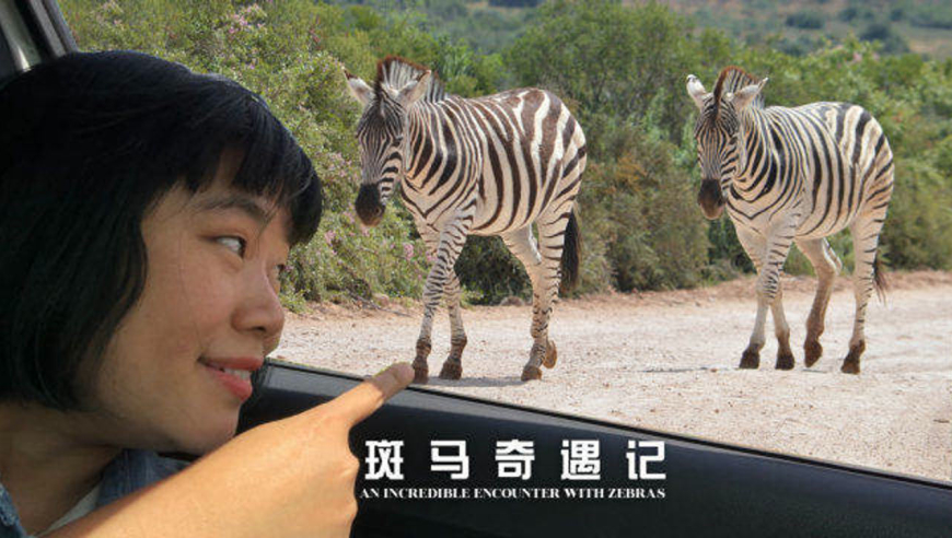 南非追踪斑马,体重接近1吨比想象的大得多,锃亮的黑白条纹好美