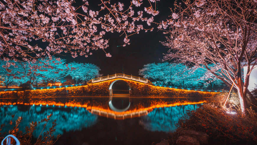 无锡鼋头渚|太湖岸边夜赏樱花,开启夜樱模式