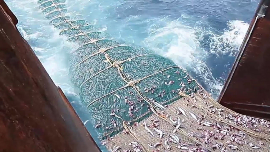 深海捕捞现场!实拍大型远洋船捕鱼过程,一网下去就是几吨大货