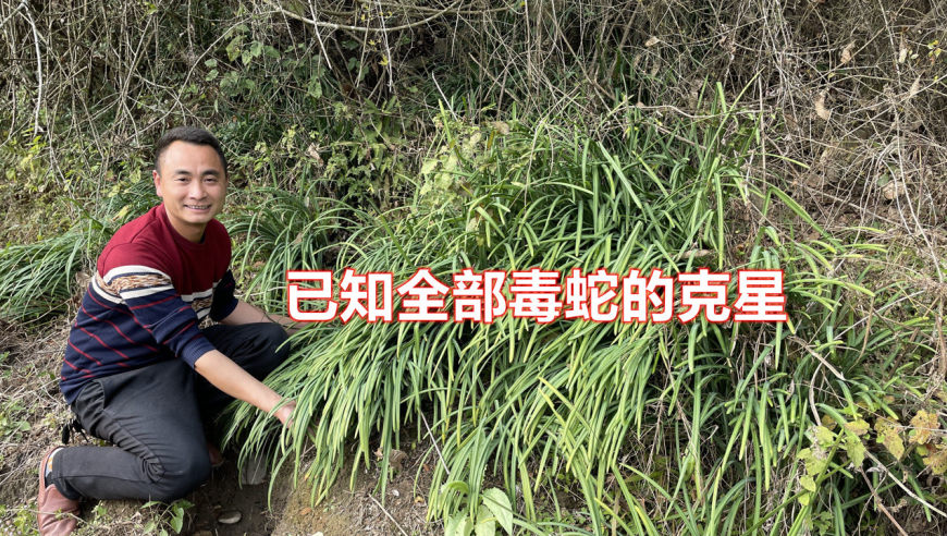 农村不起眼的"蛇胆草",它是全部毒蛇的克星,快来认识并了解下