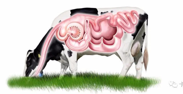 牛羊作为反刍动物,瘤胃作为特殊的存在,对牛羊的消化很重要