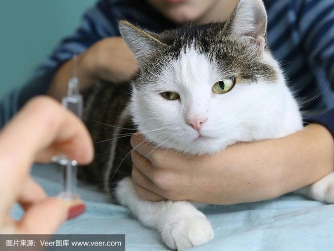 貓抓了得狂犬病幾率0？貓是野貓還是家貓？抓傷你后貓還在嗎？