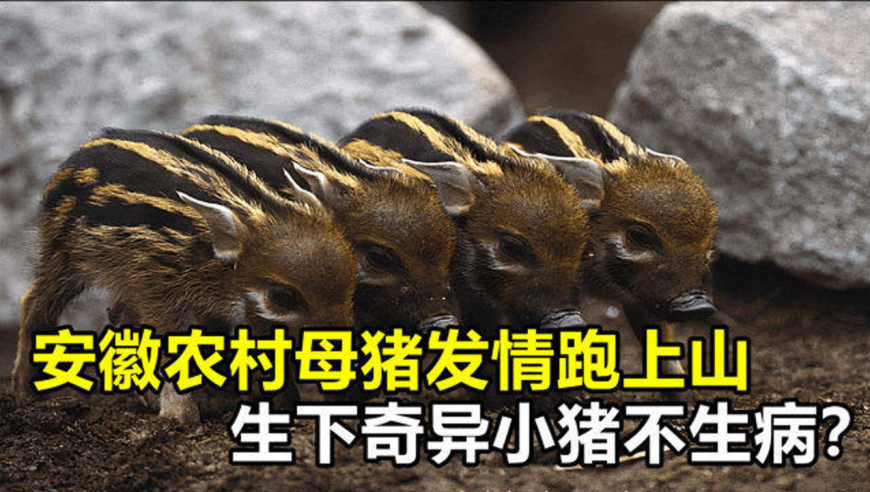 安徽农村母猪发情跑上山,下山后生下豹纹怪猪,山上猛兽有豹纹?