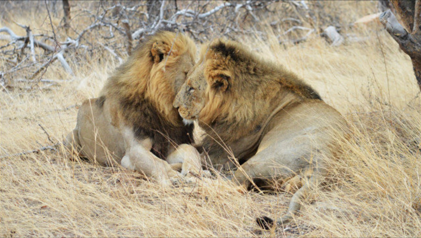 南非野外近距离跟拍狮子,同时遇到两头雄狮,上演感人兄弟情