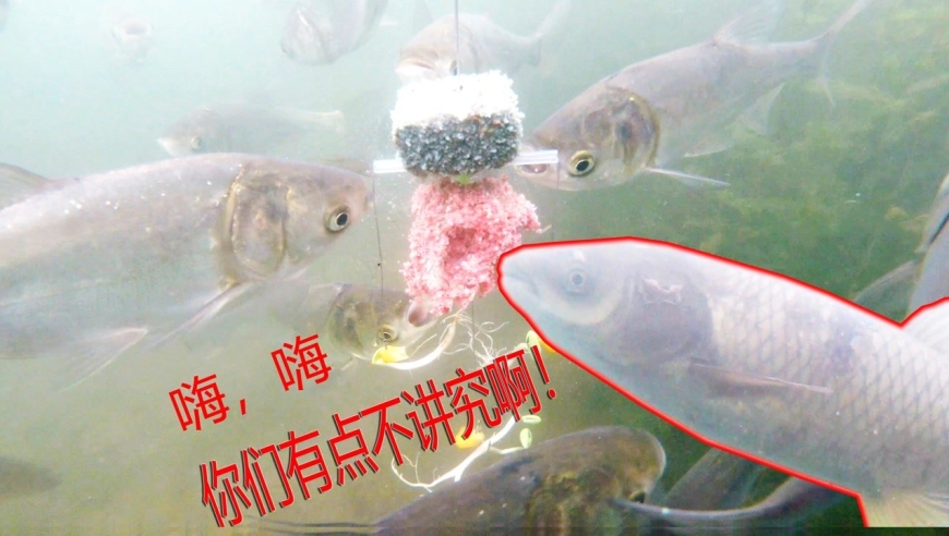 豆芽钓草鱼,草鱼倒吸一口凉气:来了晚,排不上号!