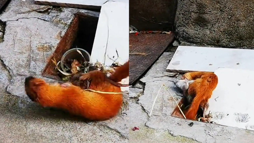 黄鼠狼身手敏捷大战肥鼠,几轮老鼠无还手之力,战斗激烈堪比大片